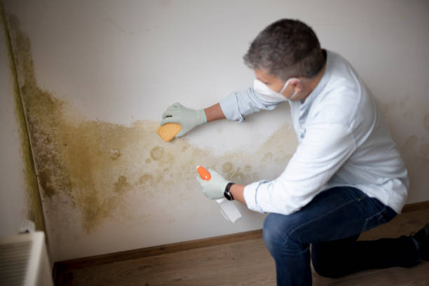 Best Mold Damage Restoration  in La Cienega, NM
